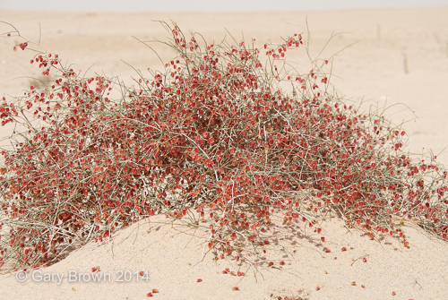 Calligonum comosum